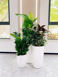 专业花卉租赁,领略宁波前湾的花卉风情